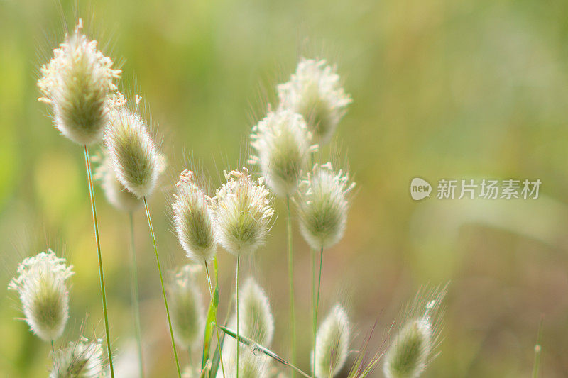 兔尾草-卵形Lagurus -在草地上